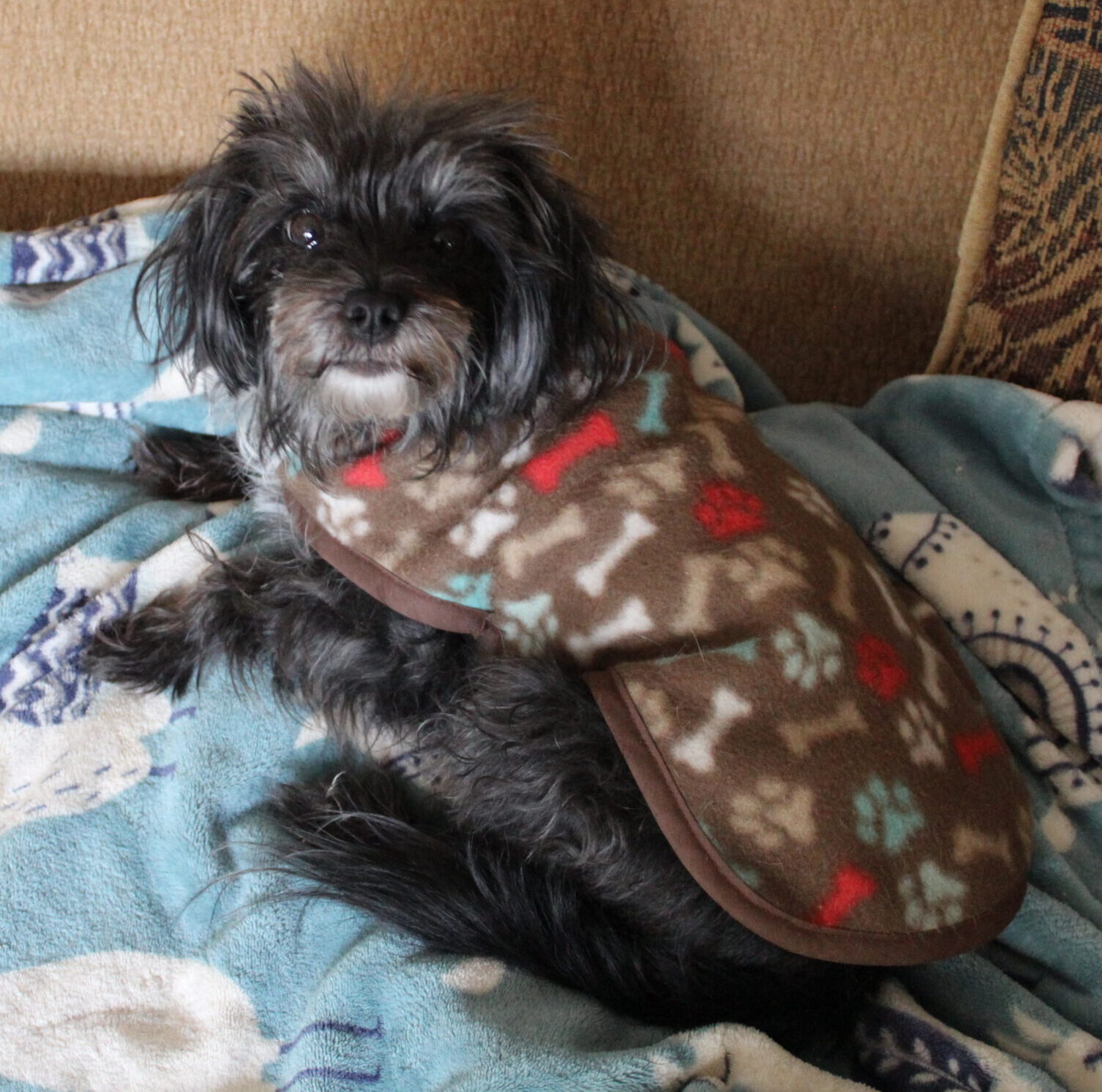 Sewing for these dogs..